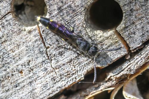 Monosapyga clavicornis